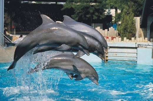 trzy delfiny w basenie
