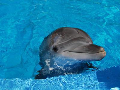 Dolphinarium v ​​cenah Ufa