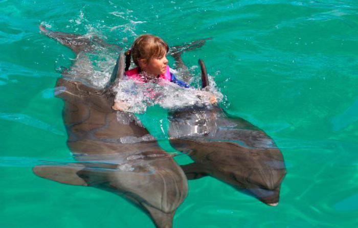 Vityazevo Dolphinarium Recensioni dei visitatori