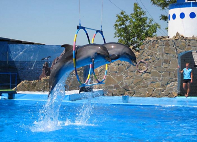 Скачащи делфини