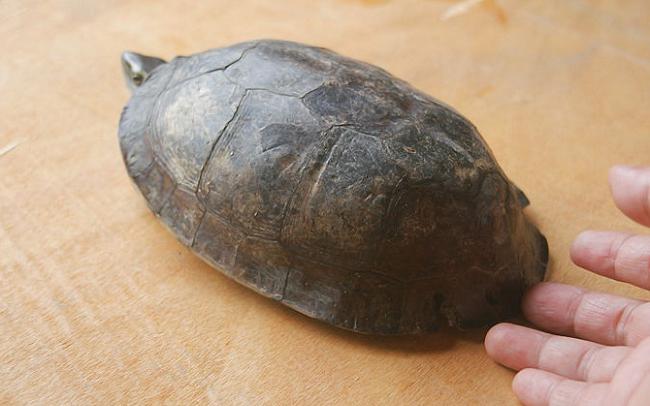 Снимки на домашни костенурки