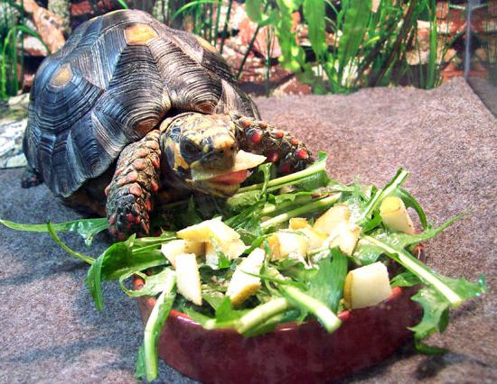 Kako se hranijo domače želve