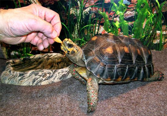 Cura delle tartarughe domestiche