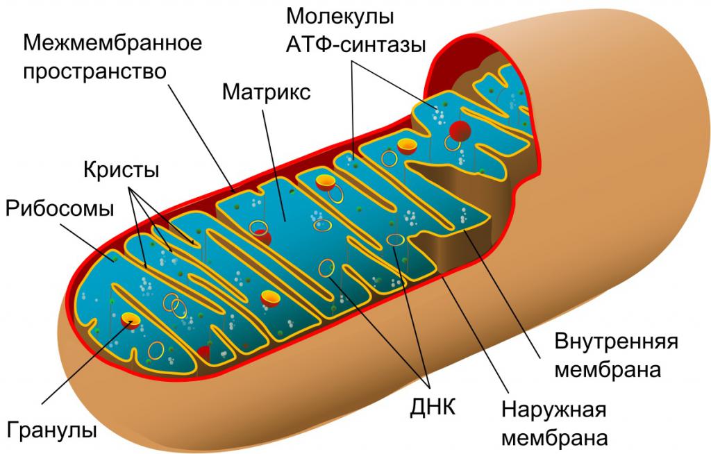 Структура на митохондрия
