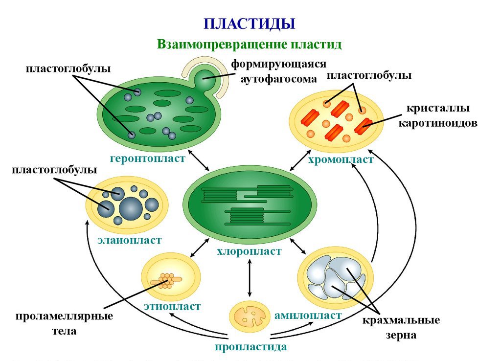 Mitocondri e plastidi