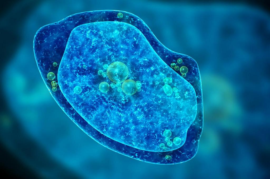 Ameba unicellulare