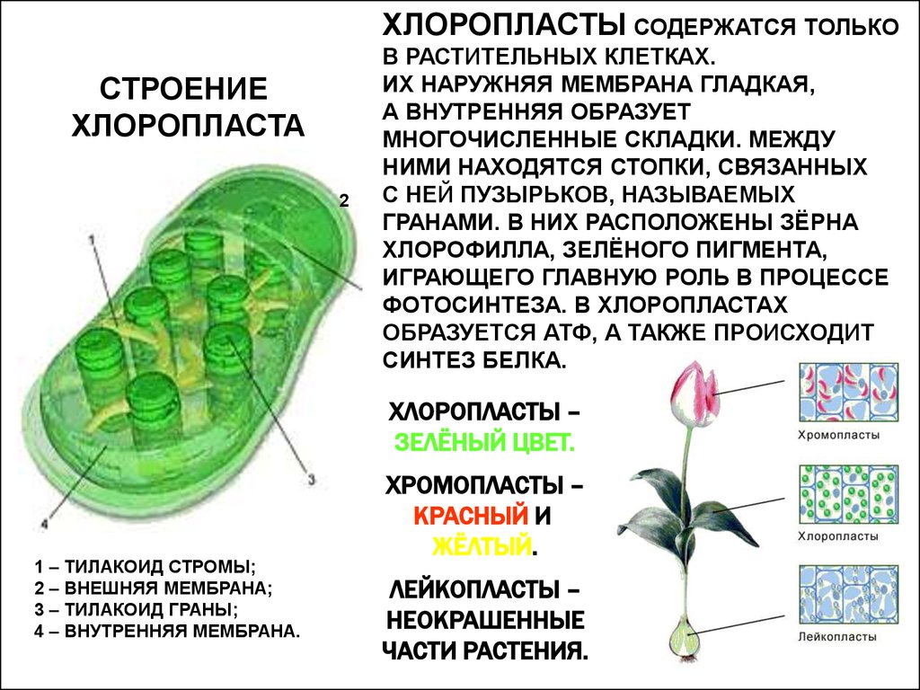 Chloroplasty w komórkach roślinnych
