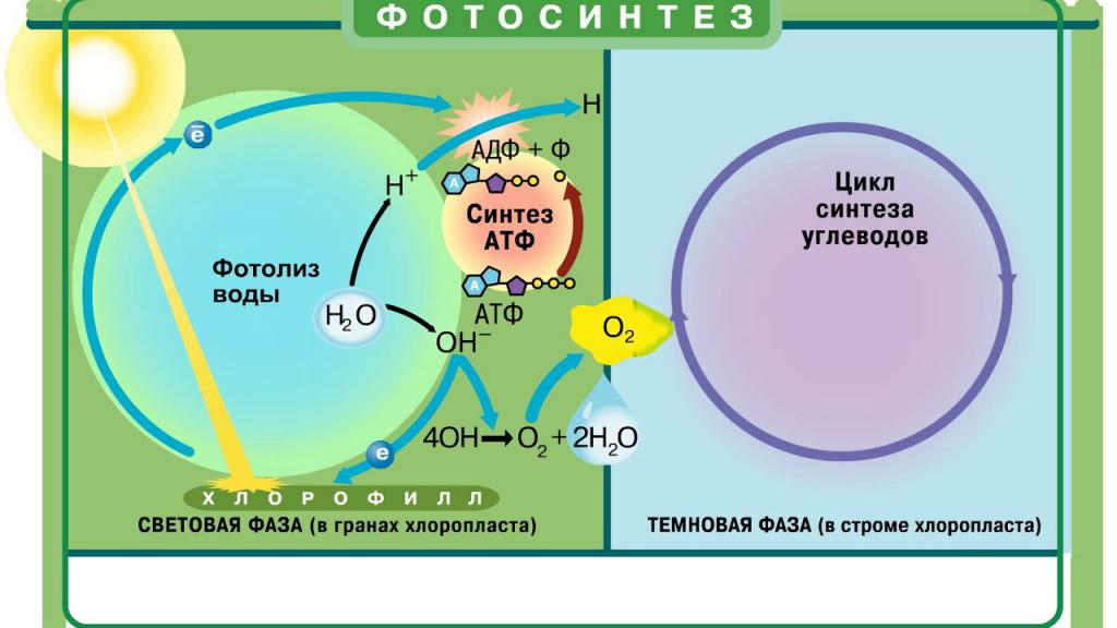Co je fotosyntéza?