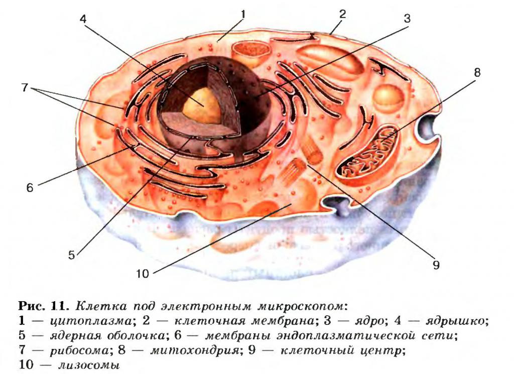 Struktura komórki
