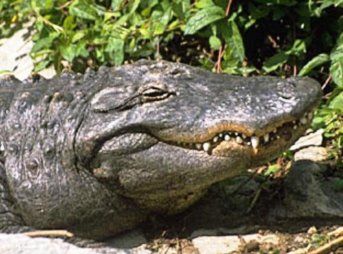 Výklad snů krokodýl