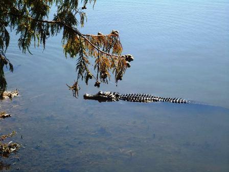 Tlumočení snů zabít krokodýl