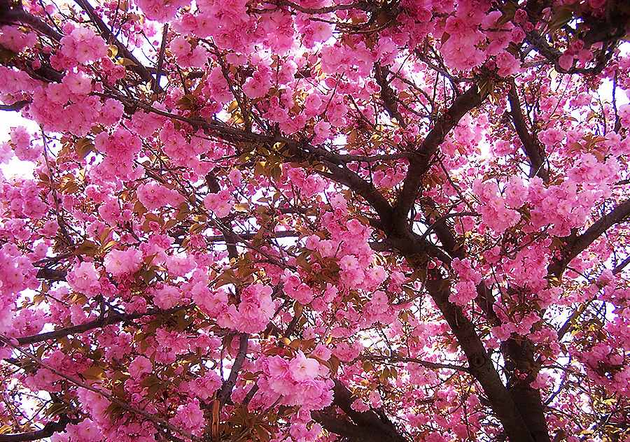 Co sny o kvetoucím stromu