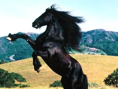 Sanjske sanje o sanjanju konja