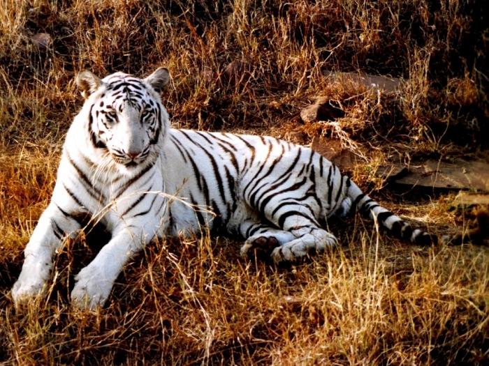 bela tiger sanjska knjiga