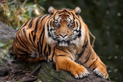 sanjski tiger