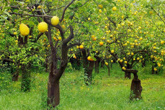proč sen o citronech na stromě