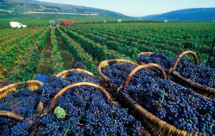 jakie marzenia o niebieskich winogronach