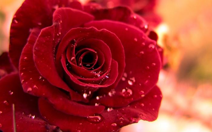 červené růže sní
