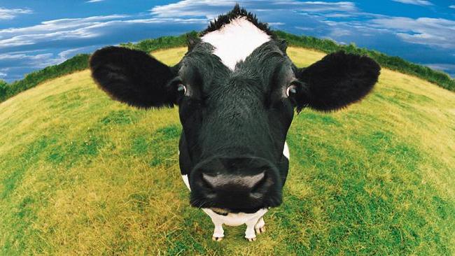 o czym marzą krowy