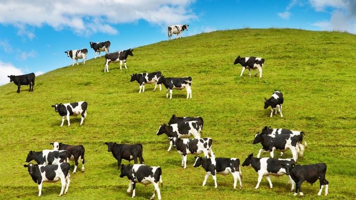 proč sen o dojení krávy