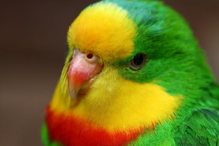Proč papoušci sní?
