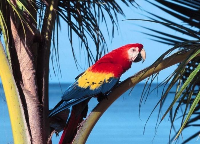 Kaj ptice sanjajo o papagajih
