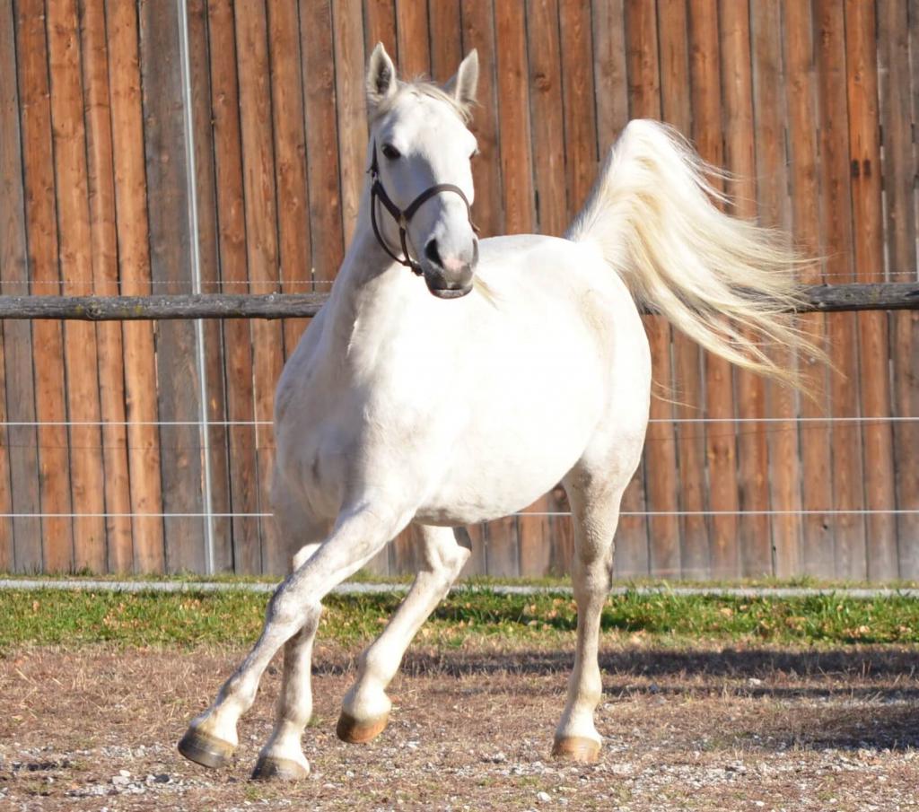 Beli konj