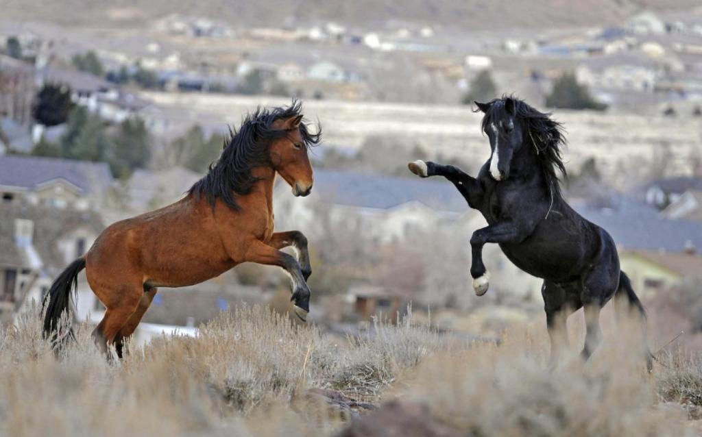 Konie agresywne wobec siebie