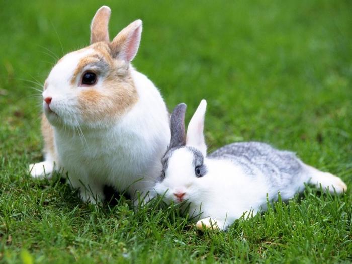 i conigli sono sogni bianchi