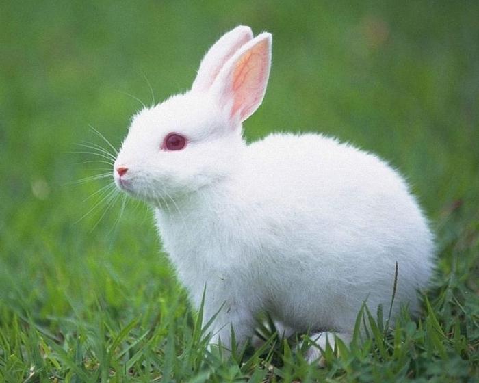 sní králičí bílý králík