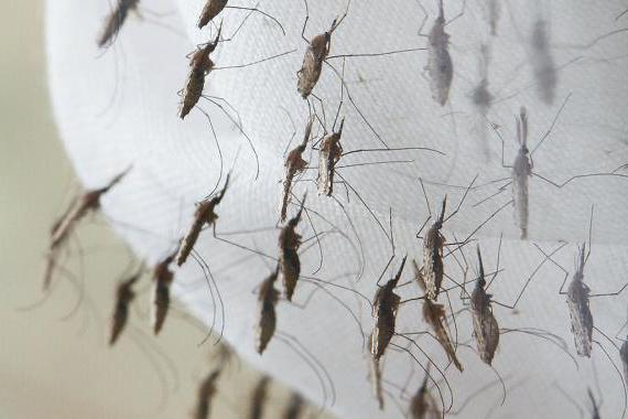 книга мечта защо комари