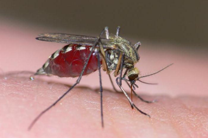 zašto san komarac