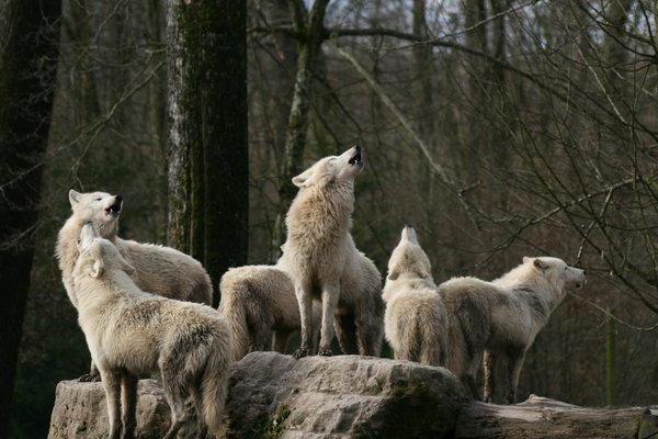 che sogni di un branco di lupi