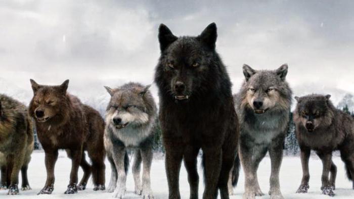 co sny o balíčku vlků útočníků
