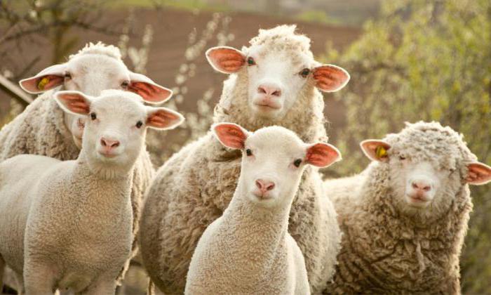 co sny o stádo ovcí