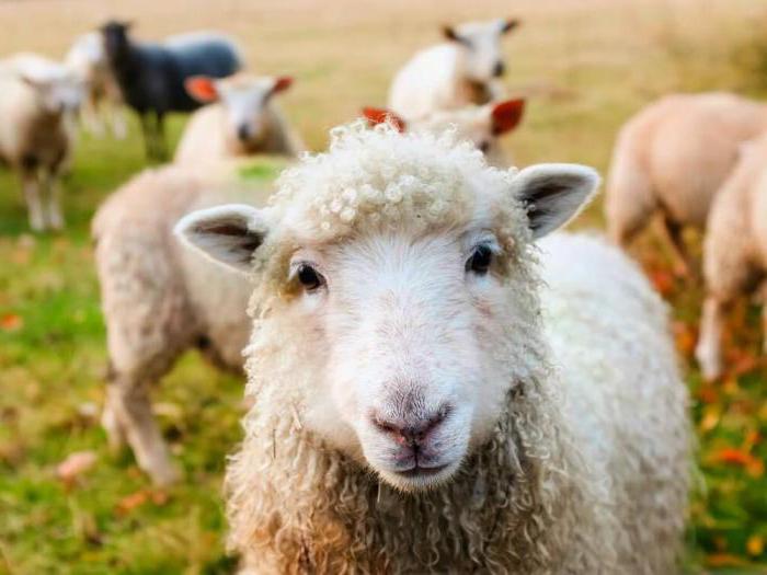 zakaj sanje o ovcah v sanjah