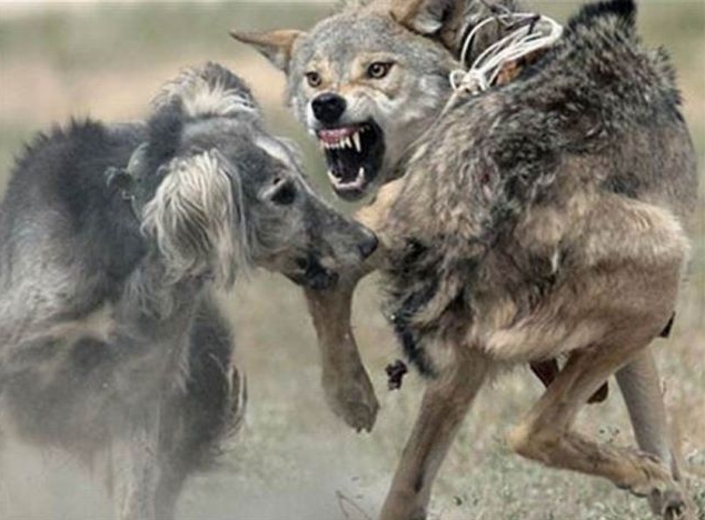 сън вълци атакуват и хапят до кръв