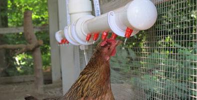 kako narediti pitno posodo za piščance z lastnimi rokami