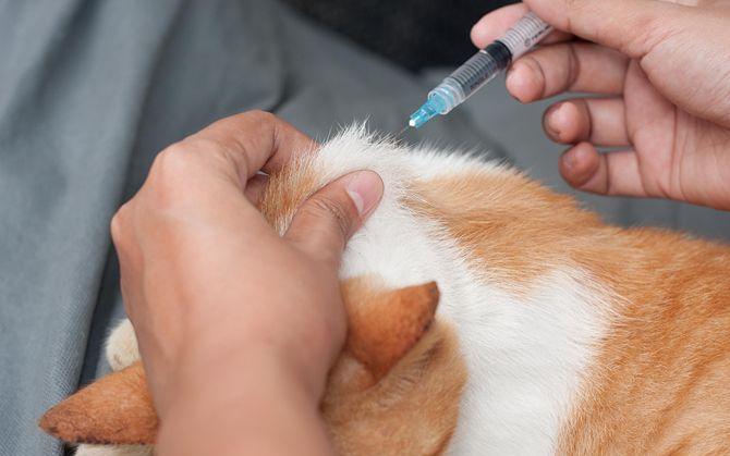 Imunofan pro zvířata