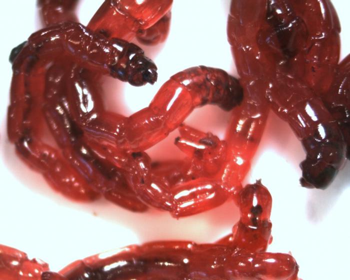 bloodworm - най-доброто хранене за всички видове риби