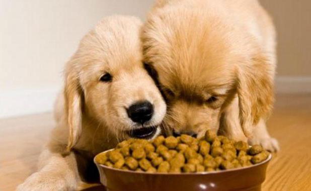 recensioni di cibo per cani