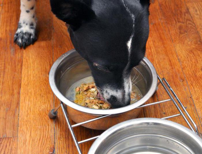Потопите пса са сувом храном