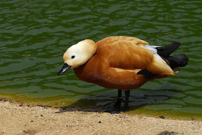 Duck Ogar: fotografie