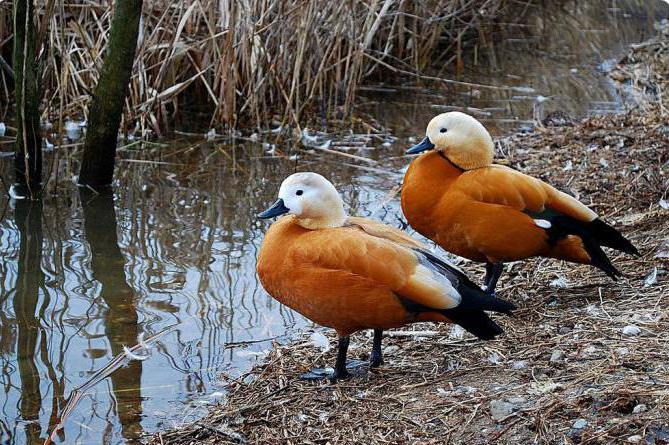 Ogari patke: stanište