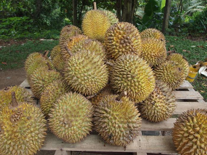 exotické ovocné durian