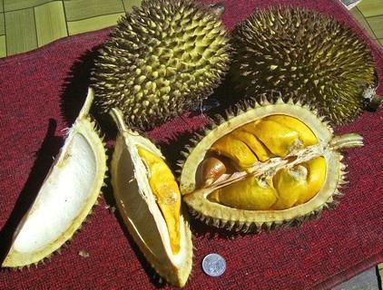 ovoce durian recenze