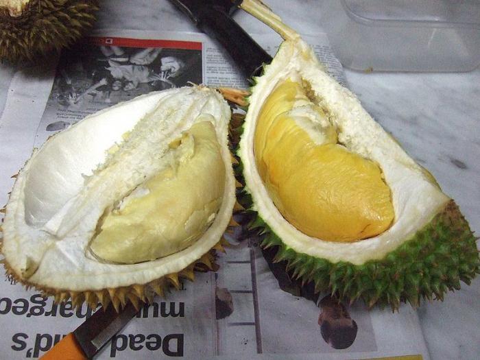 ovocné durian užitečné vlastnosti