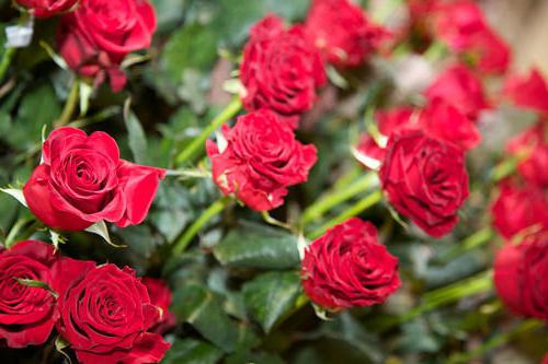 Снимка на холандски рози