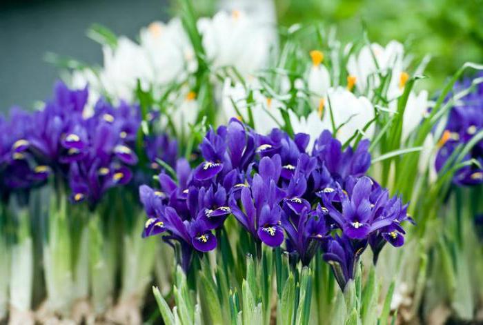 bijeli iris