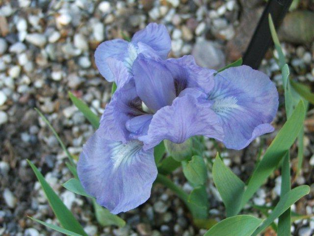 bela iris